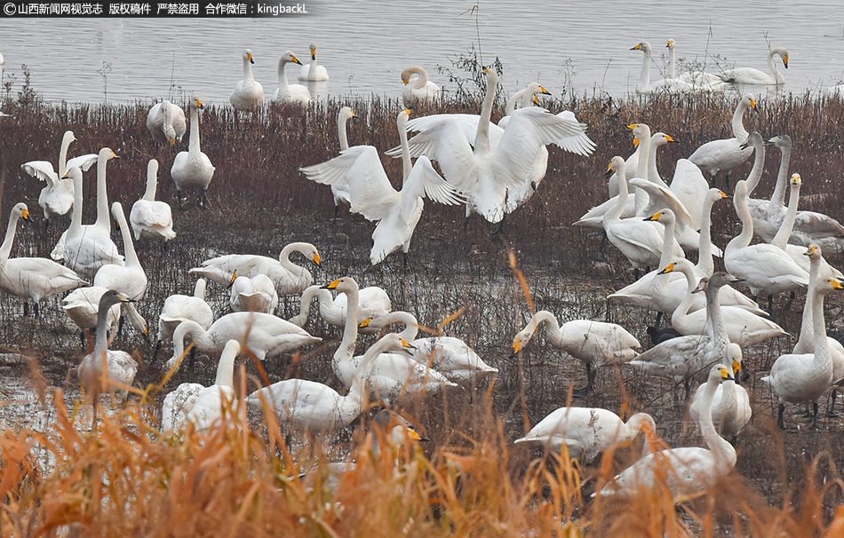 Scotto：鵜鶘評(píng)價(jià)國(guó)王對(duì)鶯歌的愛(ài)好 墨菲和瓊斯被他們視為非賣(mài)品