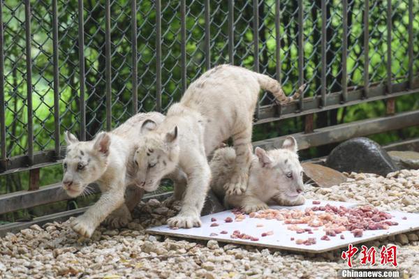 布朗尼：全部都是超現(xiàn)實(shí)的 我很感謝雷迪克和佩林卡給我的全部